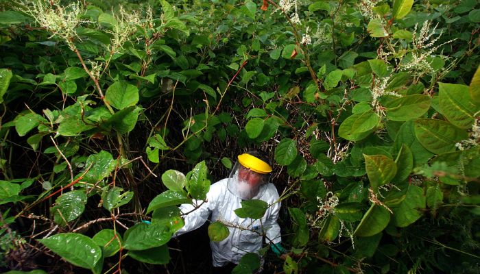 The war on Japanese knotweed