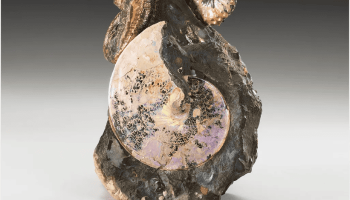 An Ancient Sea Once Split North America Down the Middle. The Beautiful Multicolored Ammonite Shells From Its Waters Are So Perfectly Preserved That They Still Shimmer Today