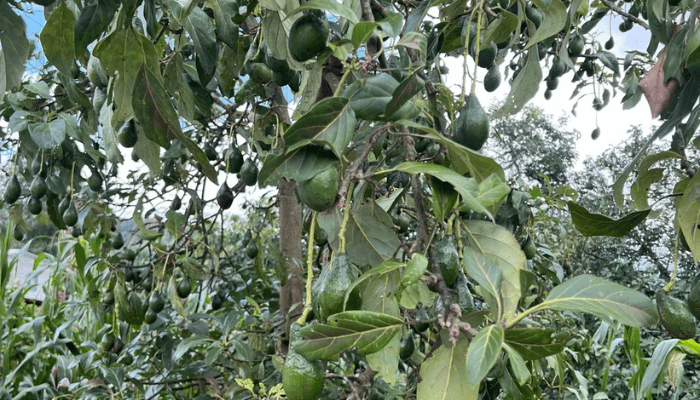 Ancient Genes Reveal That Big, Bright Avocados Were Carried Through the Americas Thousands of Years Ago