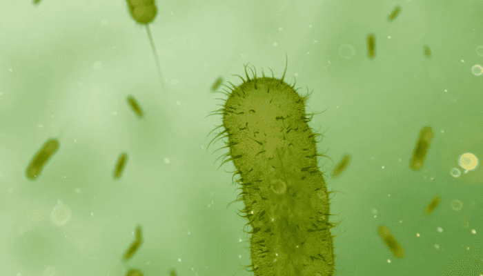 A New Study Points to Two Origins of Life on Earth by Tracing Early Chemical Reactions in Single-Celled Organisms