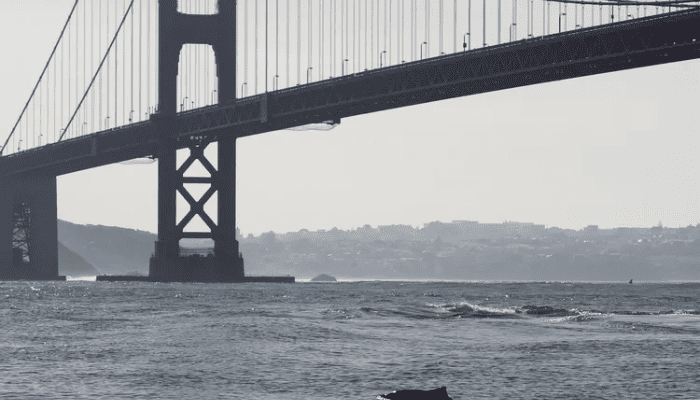 Marine Biologists Solved a Wildlife Mystery From the Walkway of the Golden Gate Bridge_ How the Harbor Porpoise Mates
