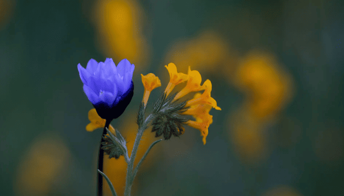 Slow down, it’s what your brain has been begging for