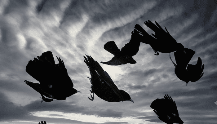 Why Birds Dont Buy Bentleys and We Humans Will Never Fly